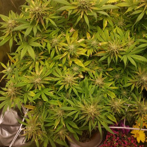 Tangie haze auto growlog timeline photo