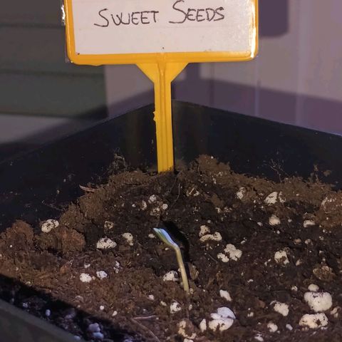 Black Jack  growlog timeline photo