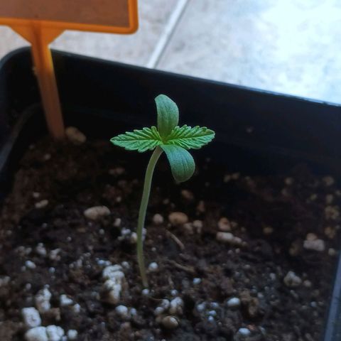 Black Jack  growlog timeline photo