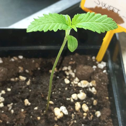 Black Jack  growlog timeline photo