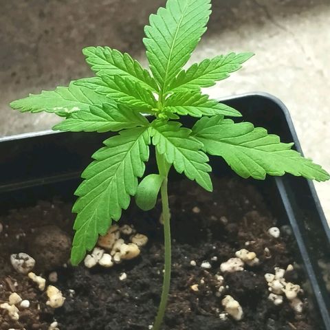 Black Jack  growlog timeline photo