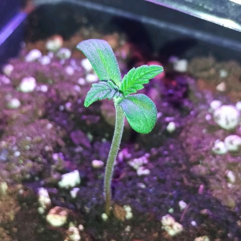 Northern Lights growlog timeline photo
