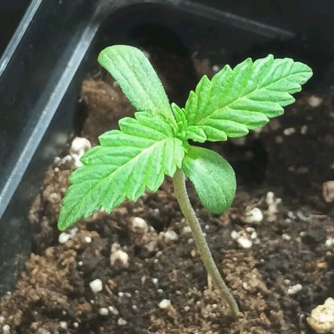 Northern Lights growlog timeline photo