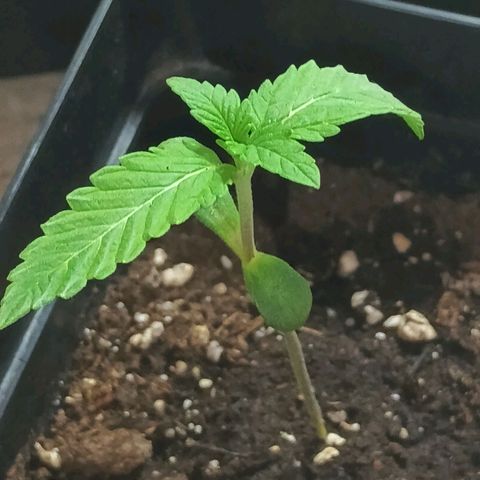 Northern Lights growlog timeline photo