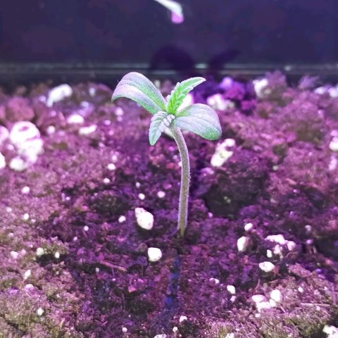 Master Kush  growlog timeline photo