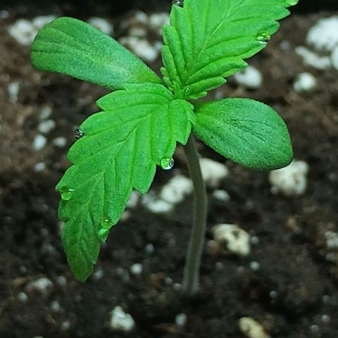 Master Kush  growlog timeline photo