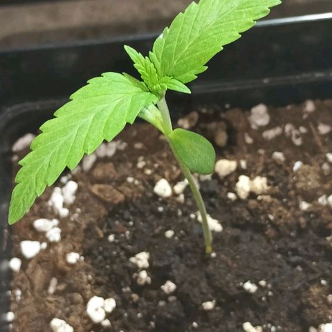 Master Kush  growlog timeline photo