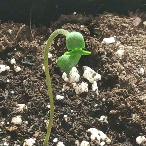 Black Domina  growlog timeline photo