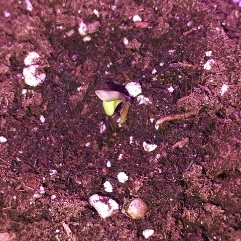 Northern Lights growlog timeline photo