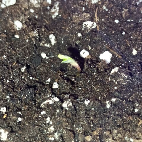 Black Domina  growlog timeline photo