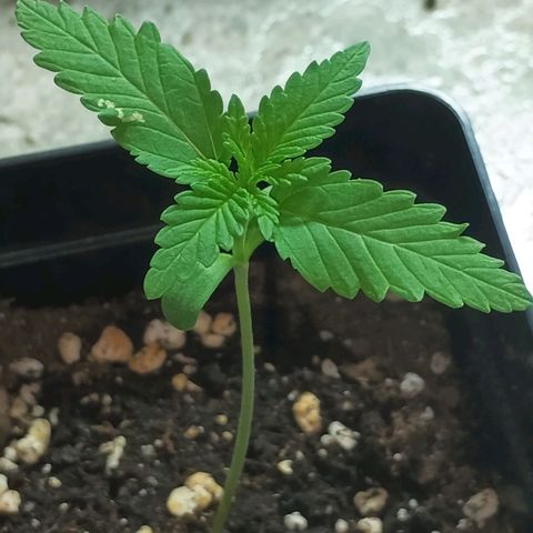 Black Jack  growlog timeline photo