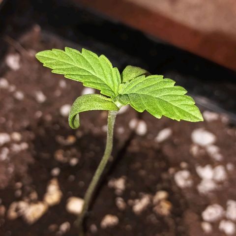Black Domina  growlog timeline photo