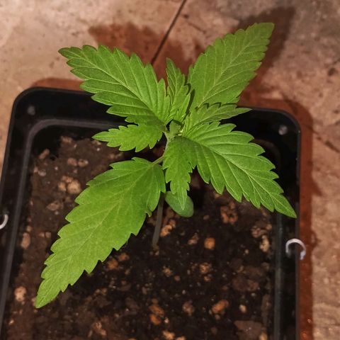 Master Kush  growlog timeline photo