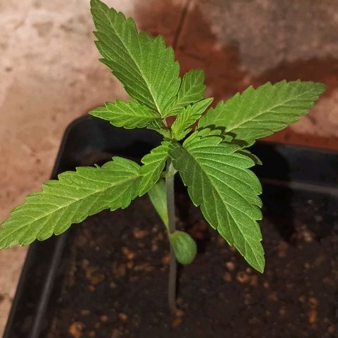 Northern Lights growlog timeline photo