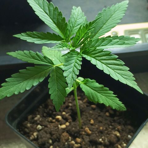 Black Jack  growlog timeline photo