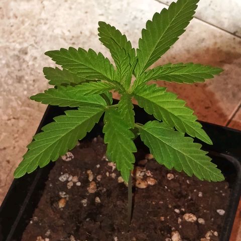 Black Jack  growlog timeline photo