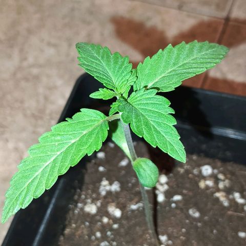 Northern Lights growlog timeline photo