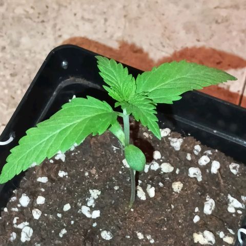 Master Kush  growlog timeline photo