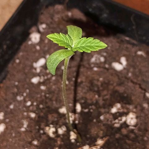 Black Domina  growlog timeline photo