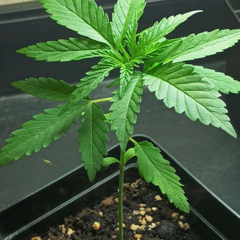 Black Jack  growlog timeline photo