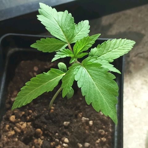 Northern Lights growlog timeline photo