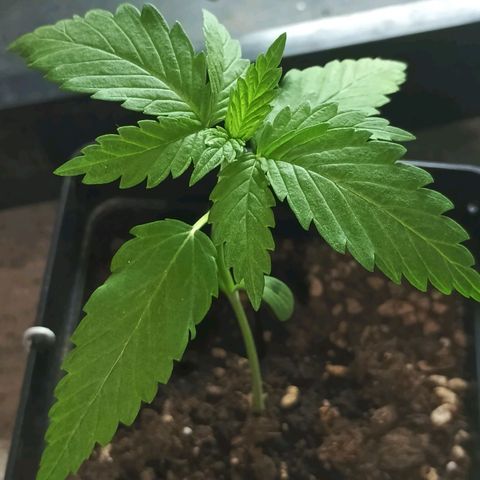 Master Kush  growlog timeline photo