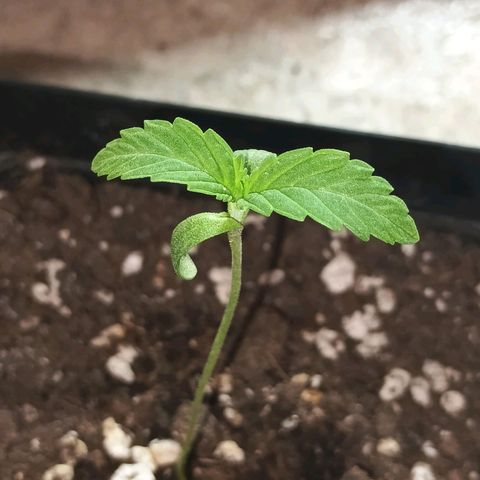 Black Domina  growlog timeline photo