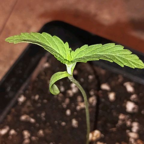 Black Domina  growlog timeline photo
