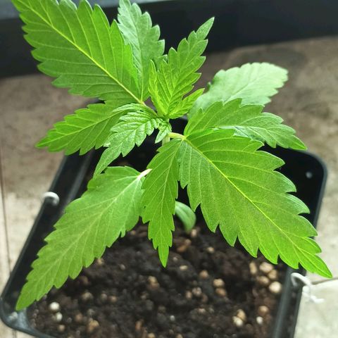 Master Kush  growlog timeline photo