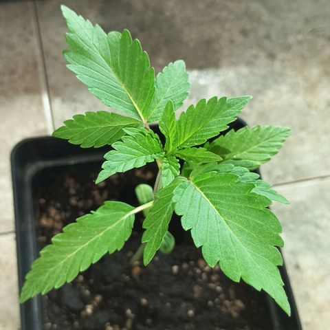 Northern Lights growlog timeline photo