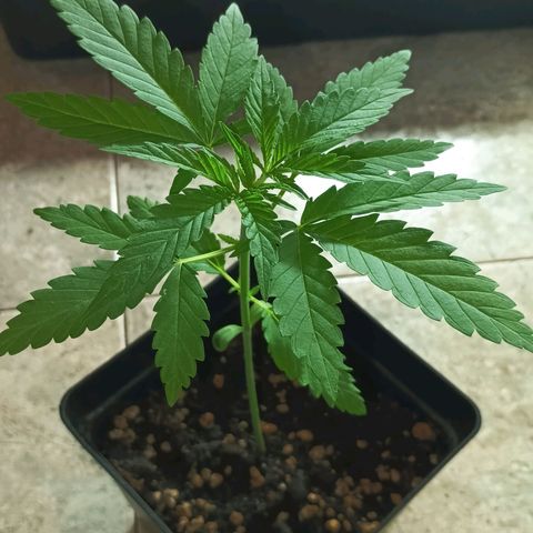 Black Jack  growlog timeline photo