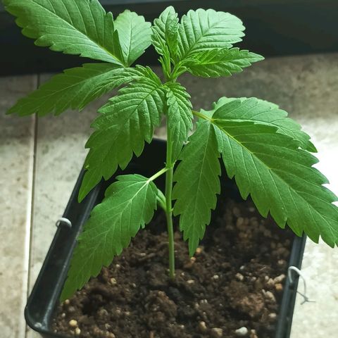 Master Kush  growlog timeline photo