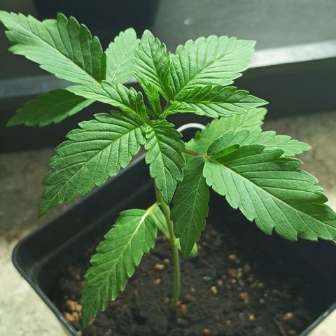 Northern Lights growlog timeline photo