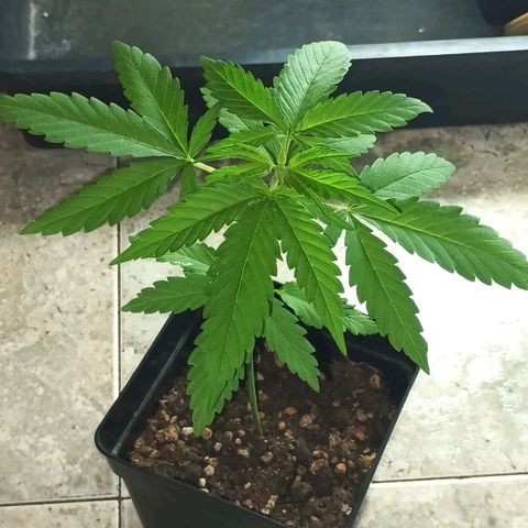 Black Jack  growlog timeline photo
