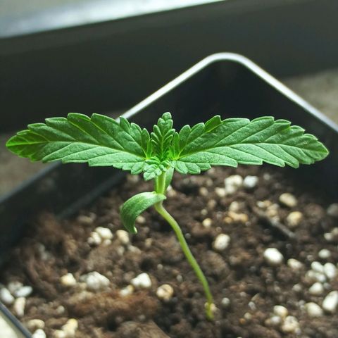 Black Domina  growlog timeline photo