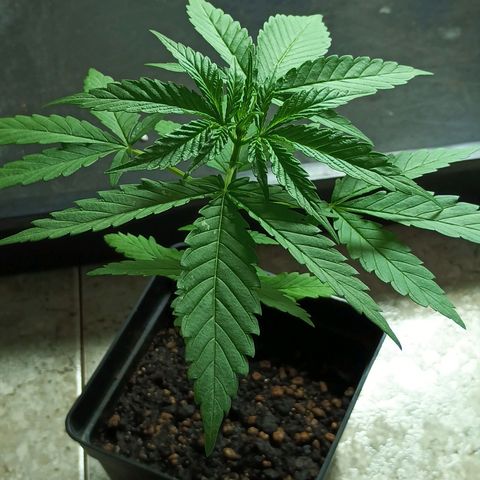 Black Jack  growlog timeline photo