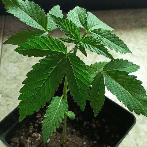 Northern Lights growlog timeline photo