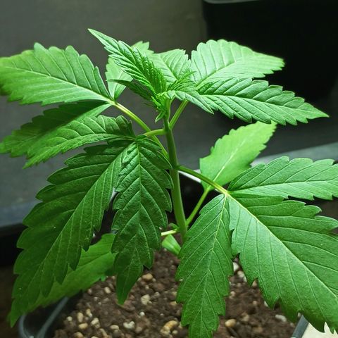 Master Kush  growlog timeline photo