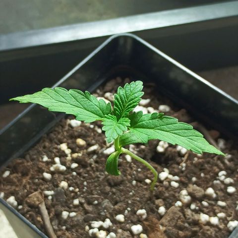 Black Domina  growlog timeline photo