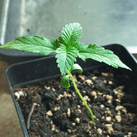 Black Domina  growlog timeline photo