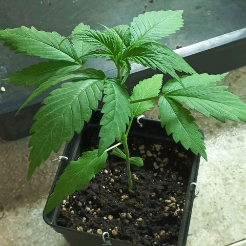 Master Kush  growlog timeline photo
