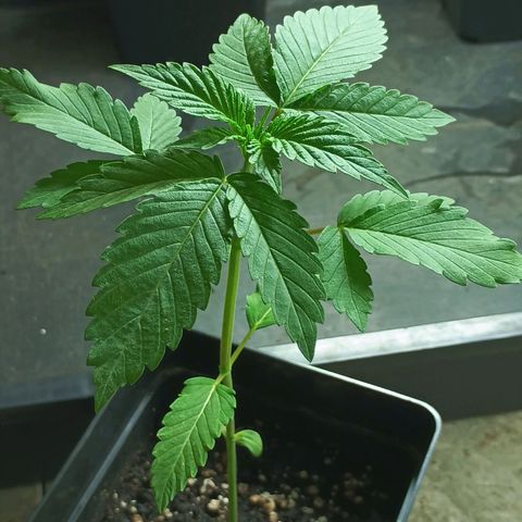 Northern Lights growlog timeline photo