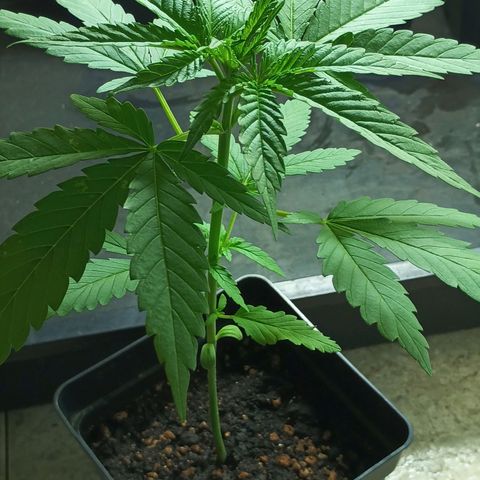 Black Jack  growlog timeline photo