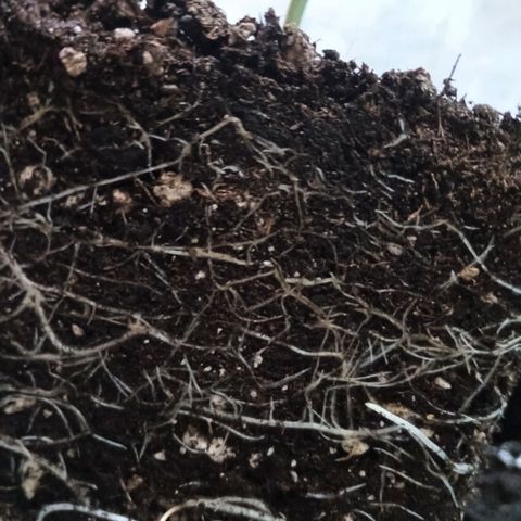 Black Jack  growlog timeline photo
