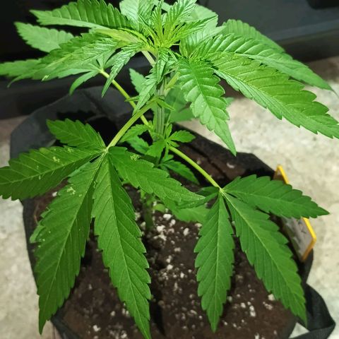 Black Jack  growlog timeline photo