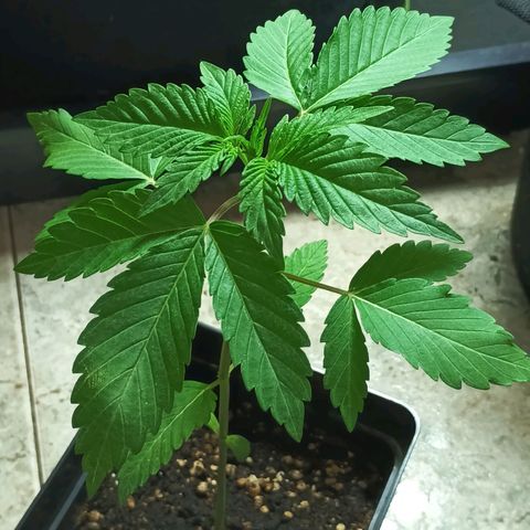 Northern Lights growlog timeline photo