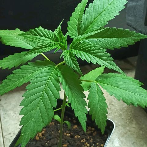 Master Kush  growlog timeline photo