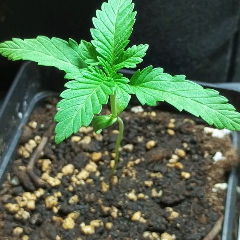 Black Domina  growlog timeline photo