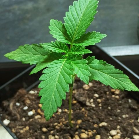 Black Domina  growlog timeline photo