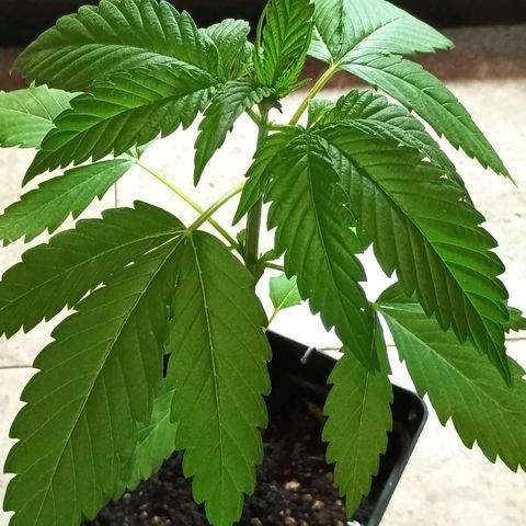 Master Kush  growlog timeline photo